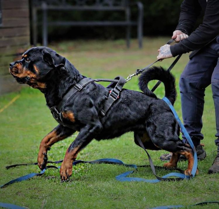 image Rottweiler dog