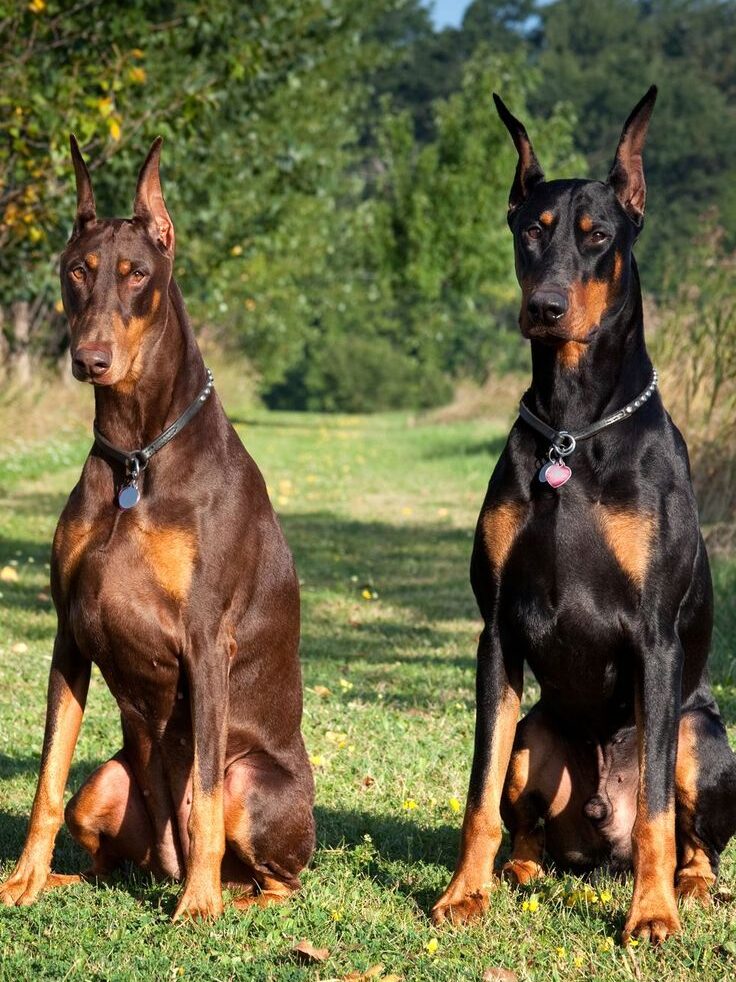  image Doberman pincher dog
