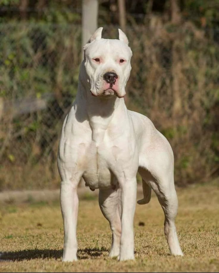 image Dogo Argentino dog