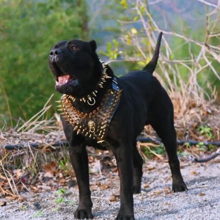  image Presa Canario dog