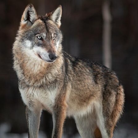 Wolf characteristic image 